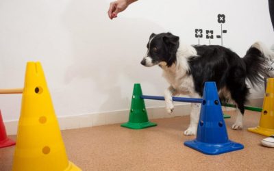 Kutya-fitness, balance tréning