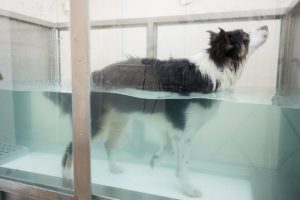 ebfizio-hidroterapia2